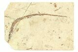 Fossil Pipefish (Syngnathus) - California #294282-1